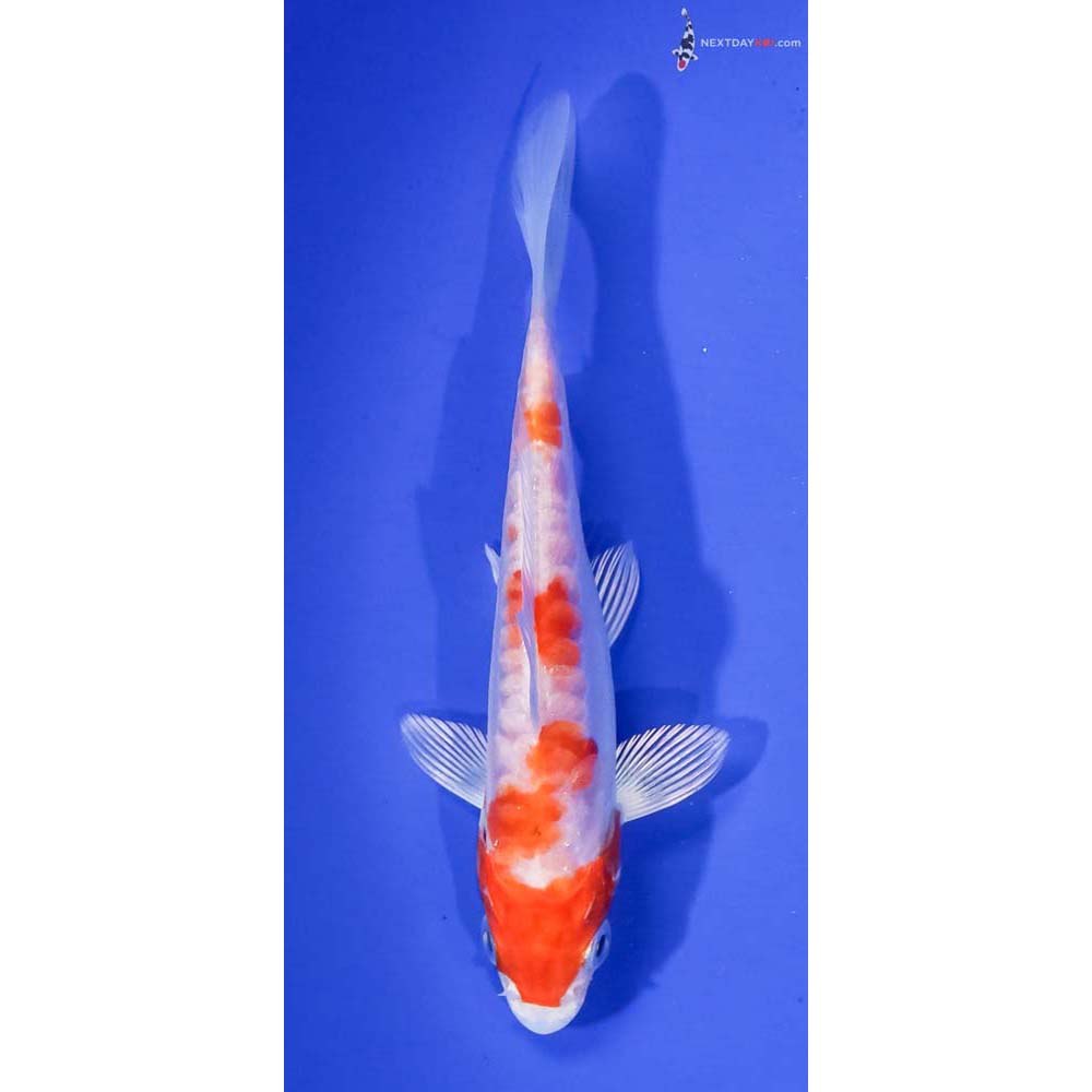 4.5” Imported Kikusui