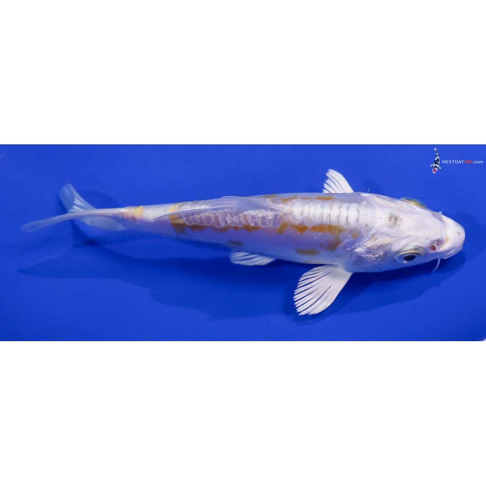 4.5” Imported Doitsu Lemon Hariwake