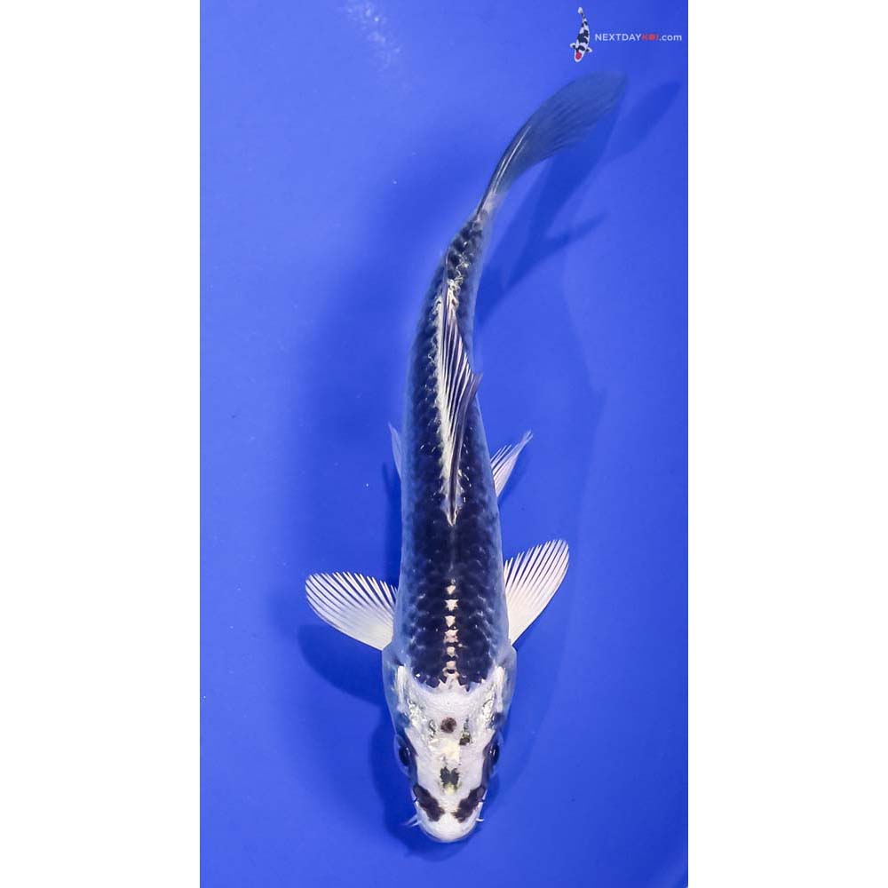 4.5” Imported Gin Matsuba