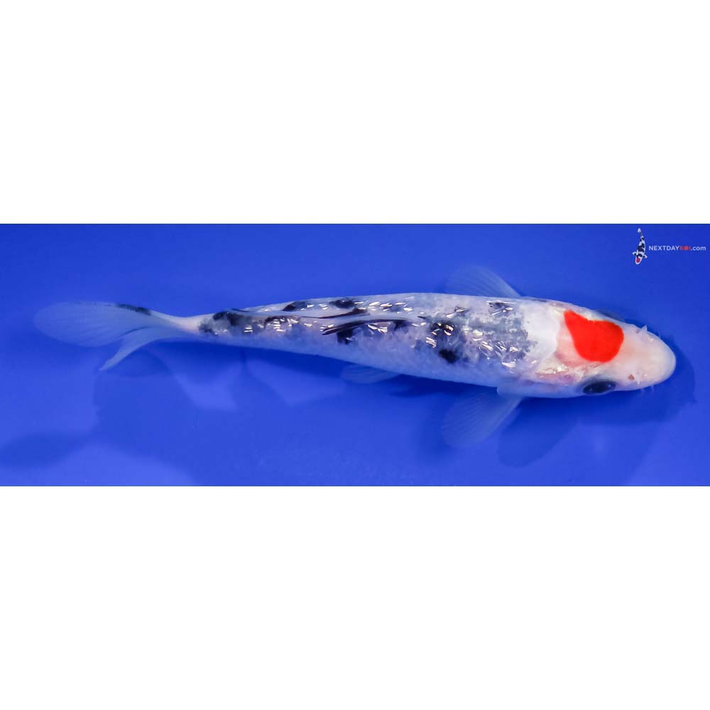 4.5” Imported Gin Rin Sanke