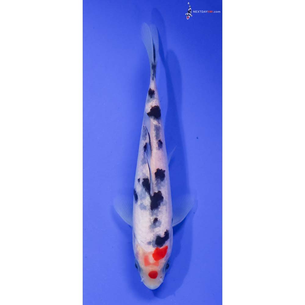 5” Imported Maruten Sanke