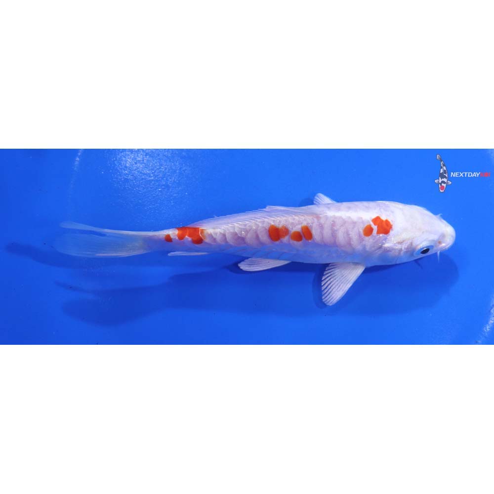 5” Imported Armor Scaled Hariwake