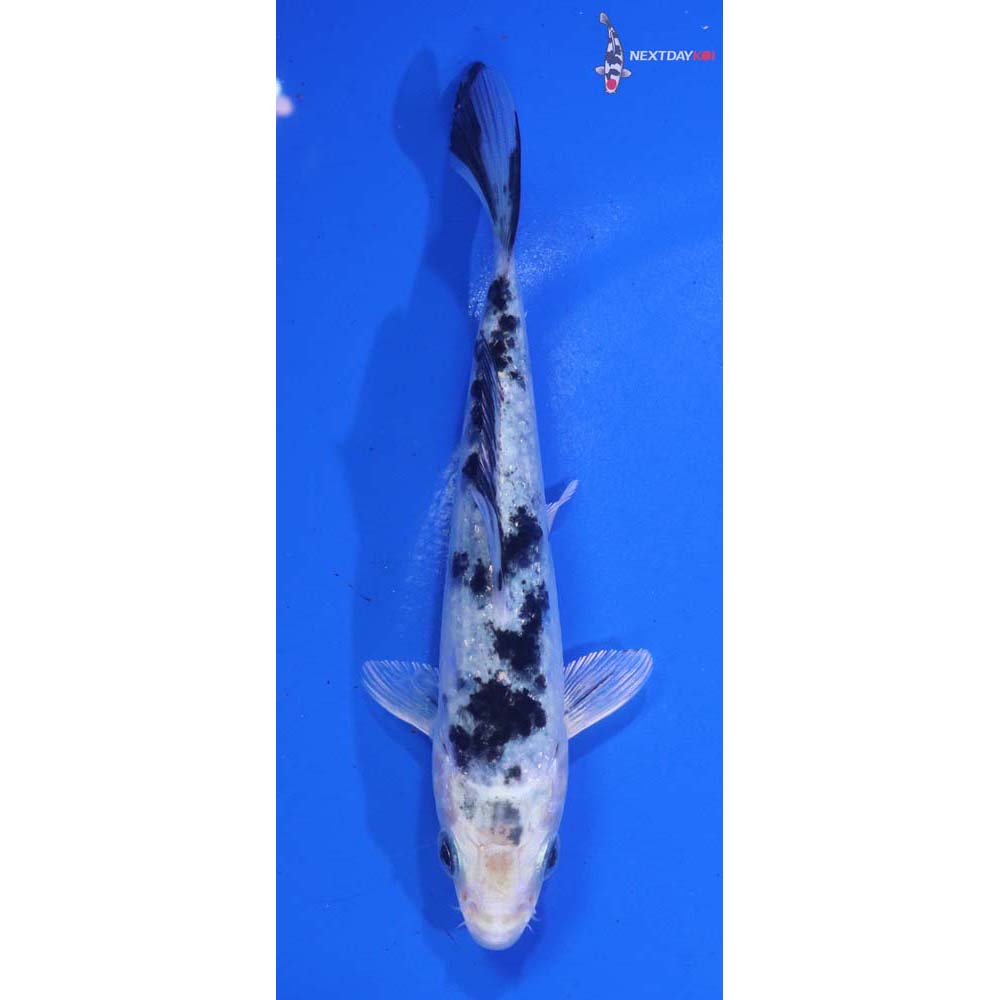 5” Imported Gin Shiro Bekko