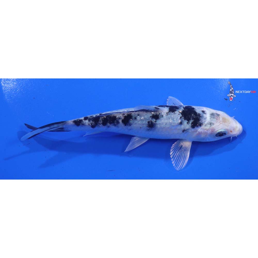 5” Imported Gin Shiro Bekko