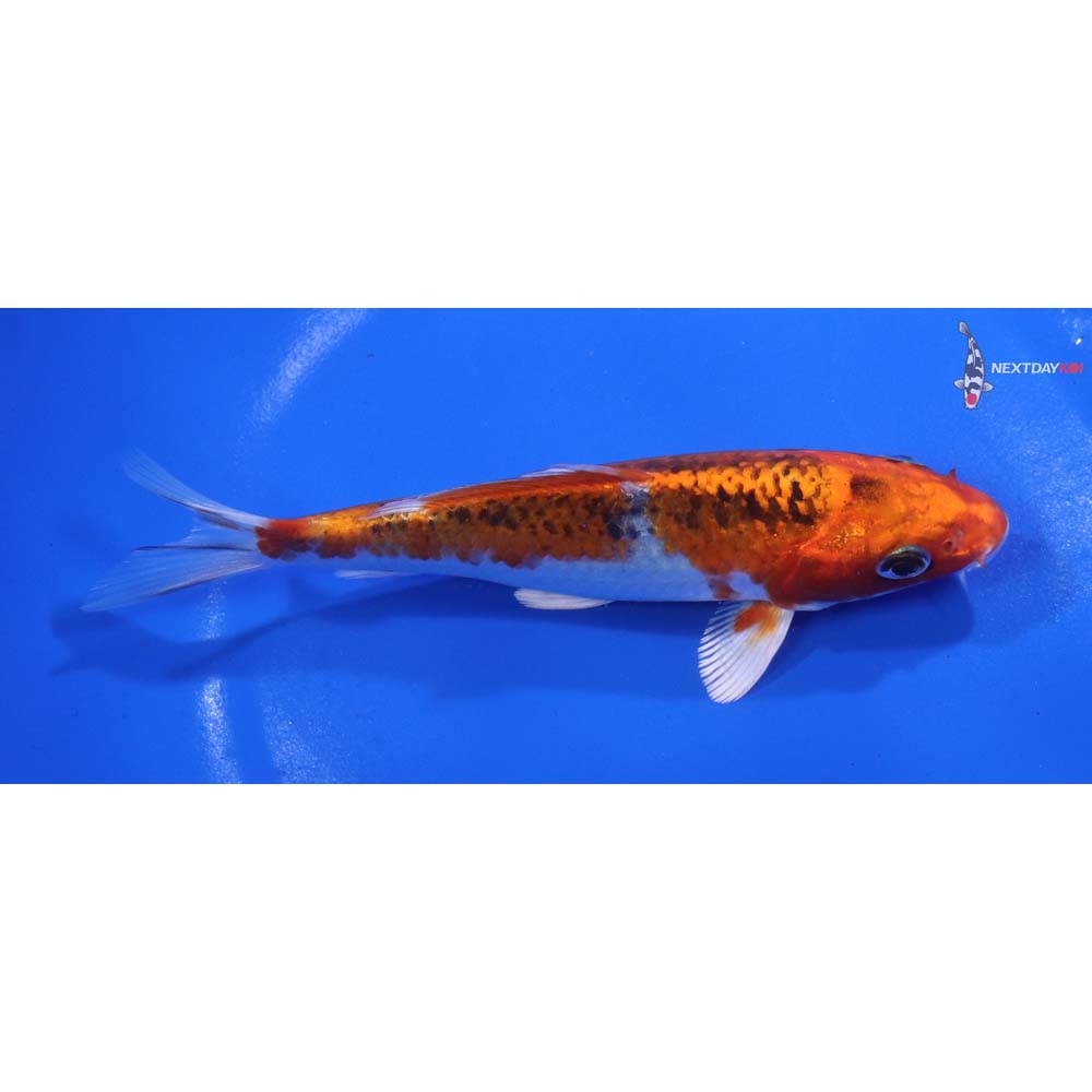 5.5” Imported Kujaku