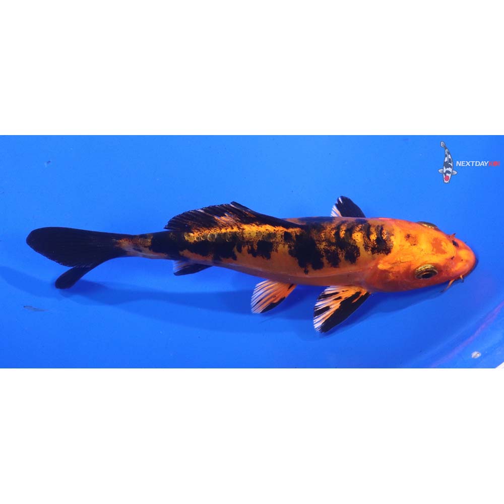 5.5” Imported Doitsu Kin Aka Bekko