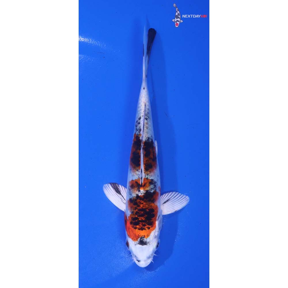 5.5” Imported Yamato Nishiki