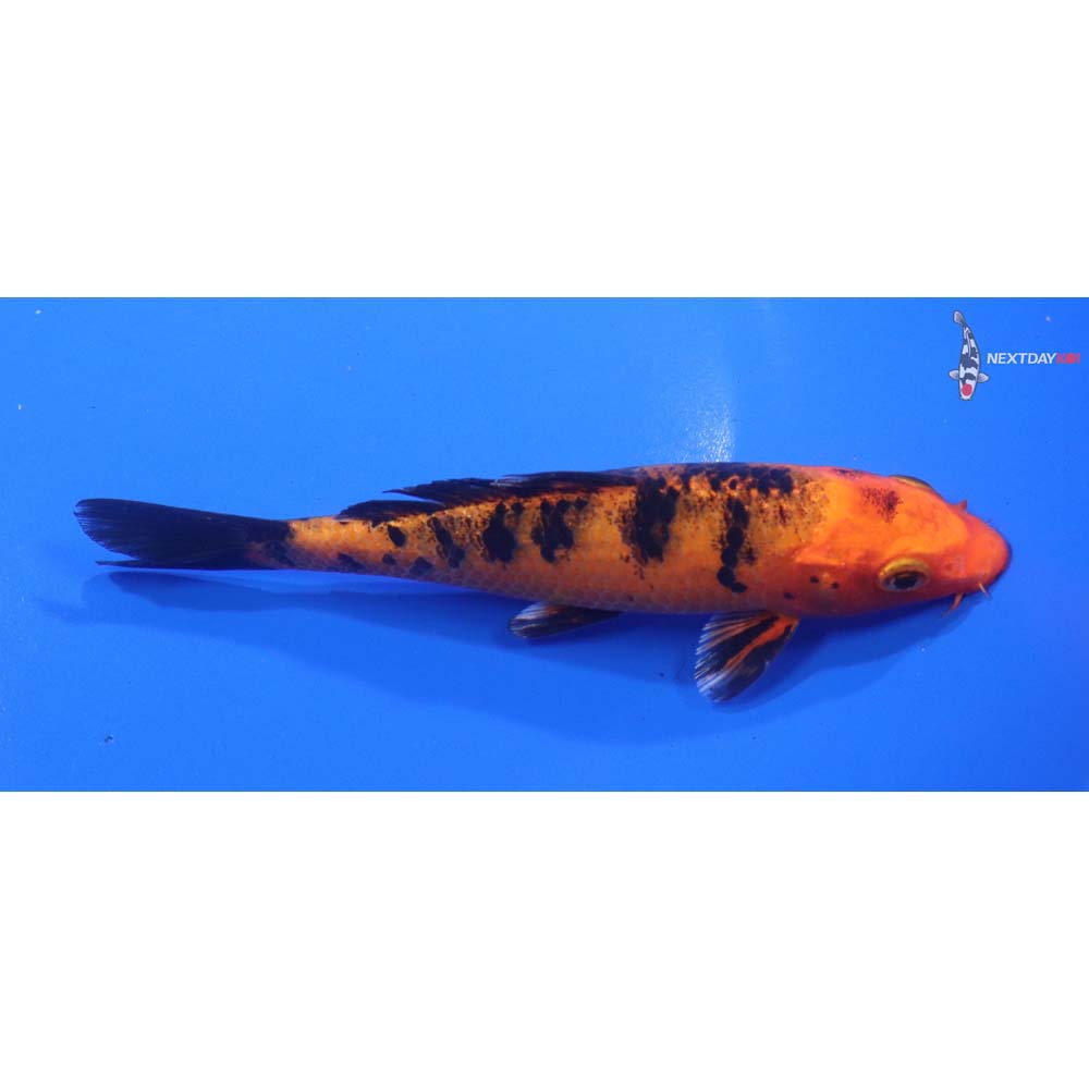 5.5” Imported Kin Aka Bekko