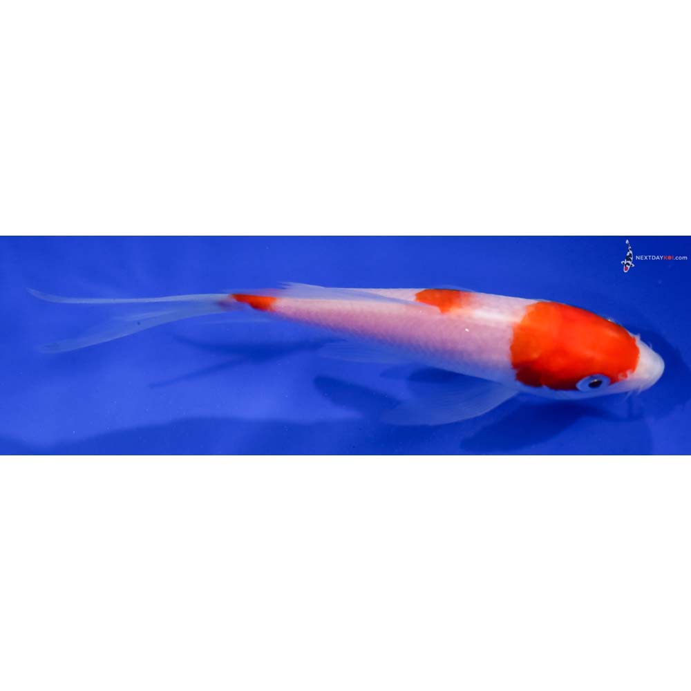 5.5” Imported Kohaku Butterfly Koi