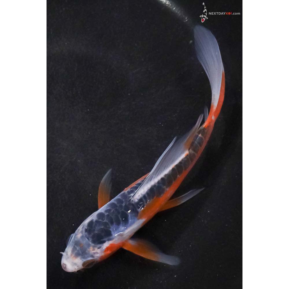 5.5” Imported Shusui Butterfly Koi