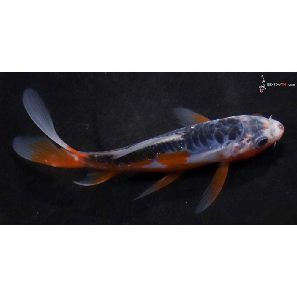 5.5” Imported Shusui Butterfly Koi