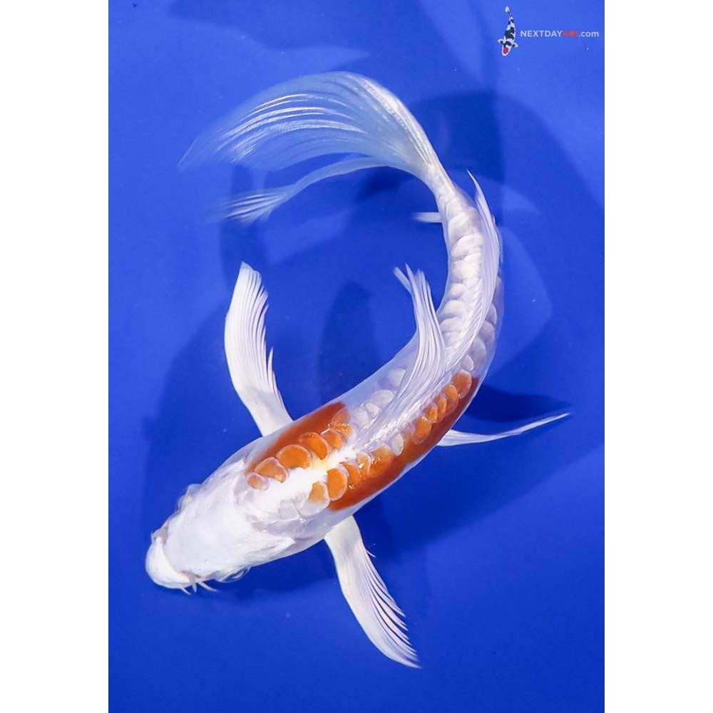 6” Imported Kikusui Butterfly Koi