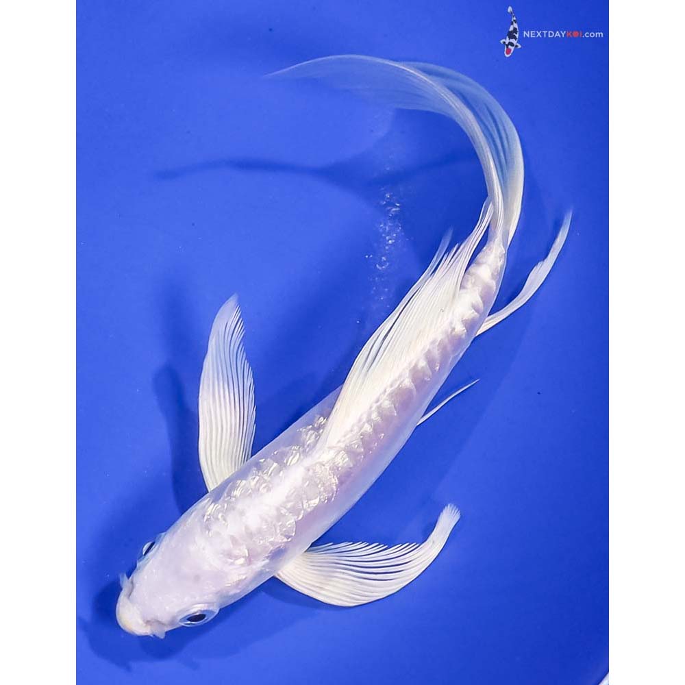 6” Imported Gin Rin Doitsu Platinum Ogon Butterfly Koi