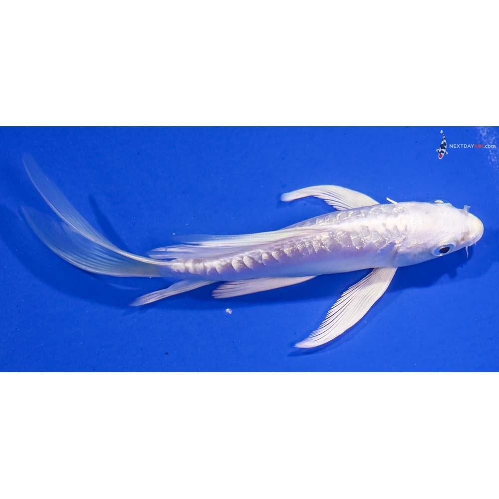 6” Imported Gin Rin Doitsu Platinum Ogon Butterfly Koi