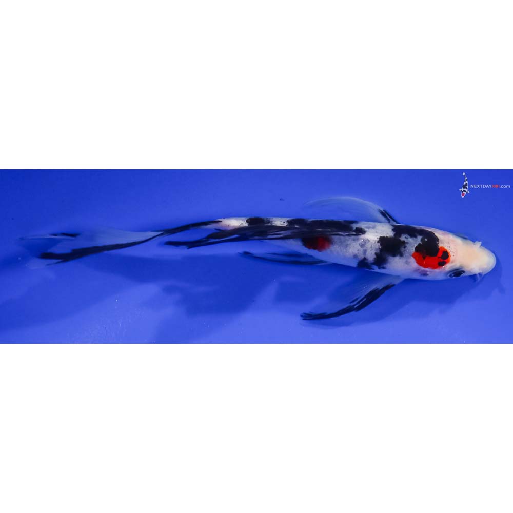 6.5” Imported Sanke Butterfly Koi