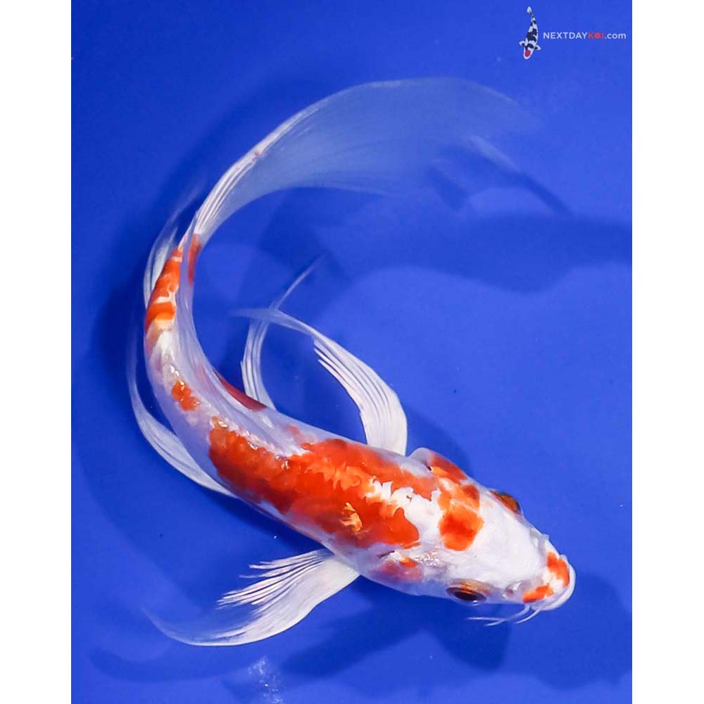 6.5” Imported Kikusui Butterfly Koi