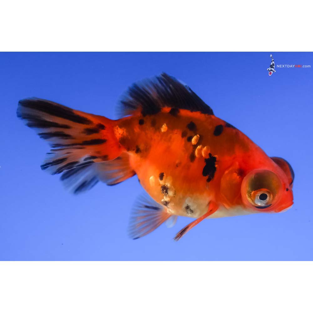 3.5” Imported Calico Telescope Fantail