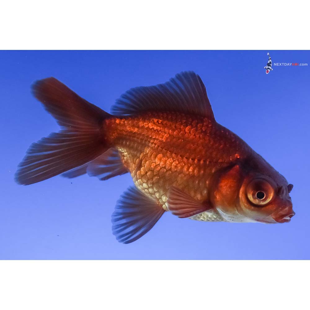 3.5” Imported Bronze Telescope Fantail