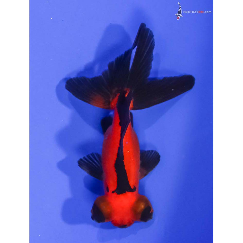 3” Imported Red and Black Telescope Fantail