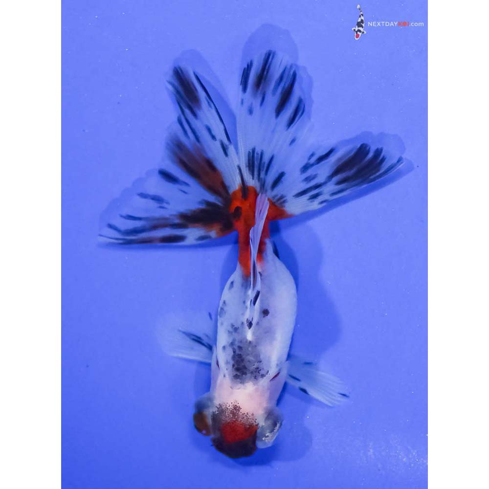 3.5” Imported Calico Telescope Fantail