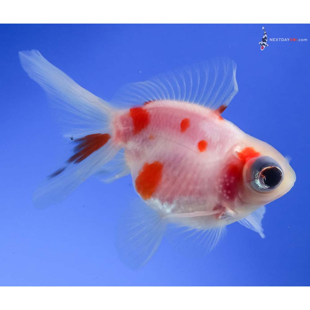 3” Imported Male Red and White Telescope Fantail