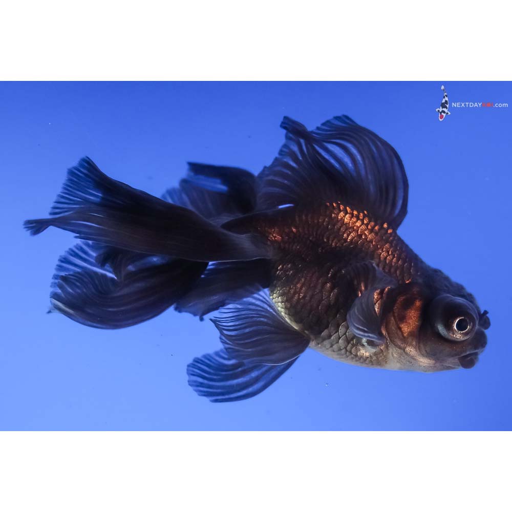 3” Imported Black Telescope Fantail