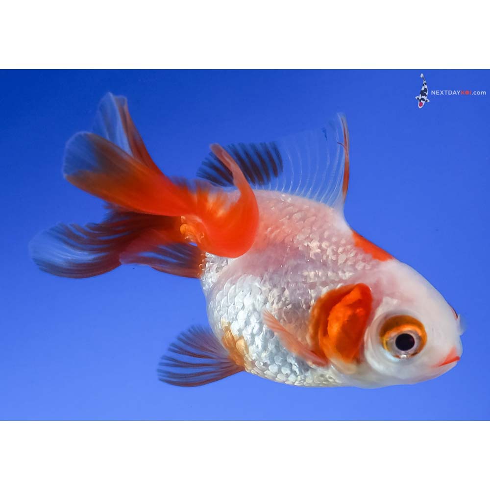 3” Imported Red and White Telescope Fantail