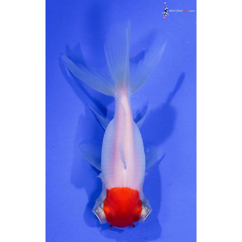 3.5” Imported Red and White Telescope Fantail