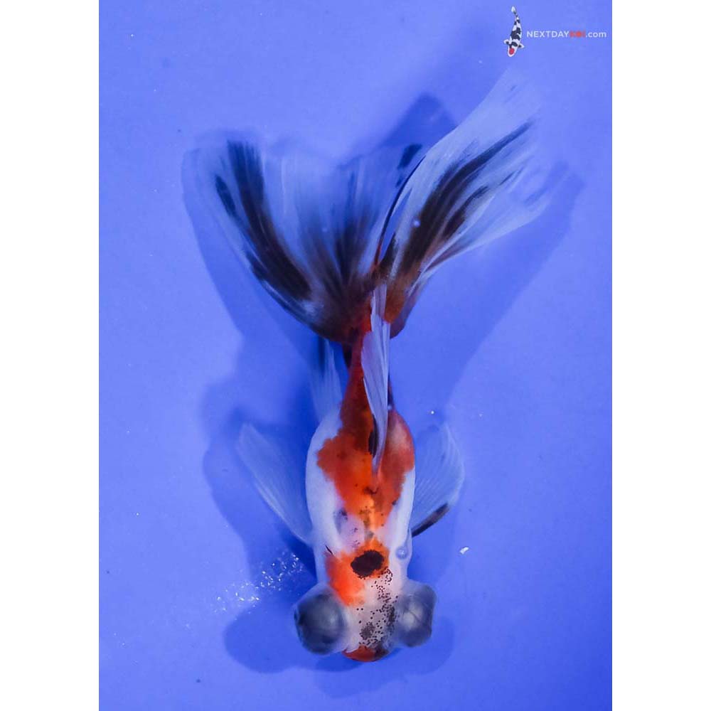 3.5” Imported Calico Telescope Fantail