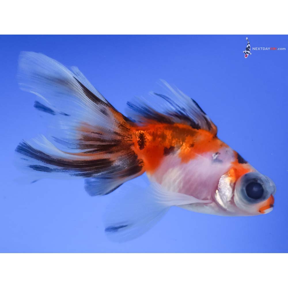 3.5” Imported Calico Telescope Fantail