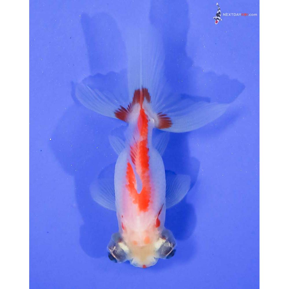 3” Imported Red and White Telescope Fantail