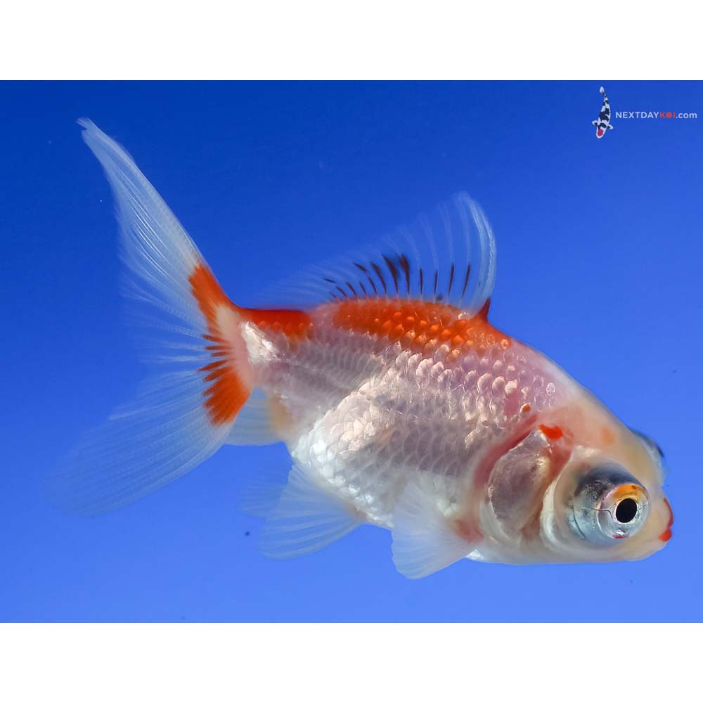 3” Imported Red and White Telescope Fantail