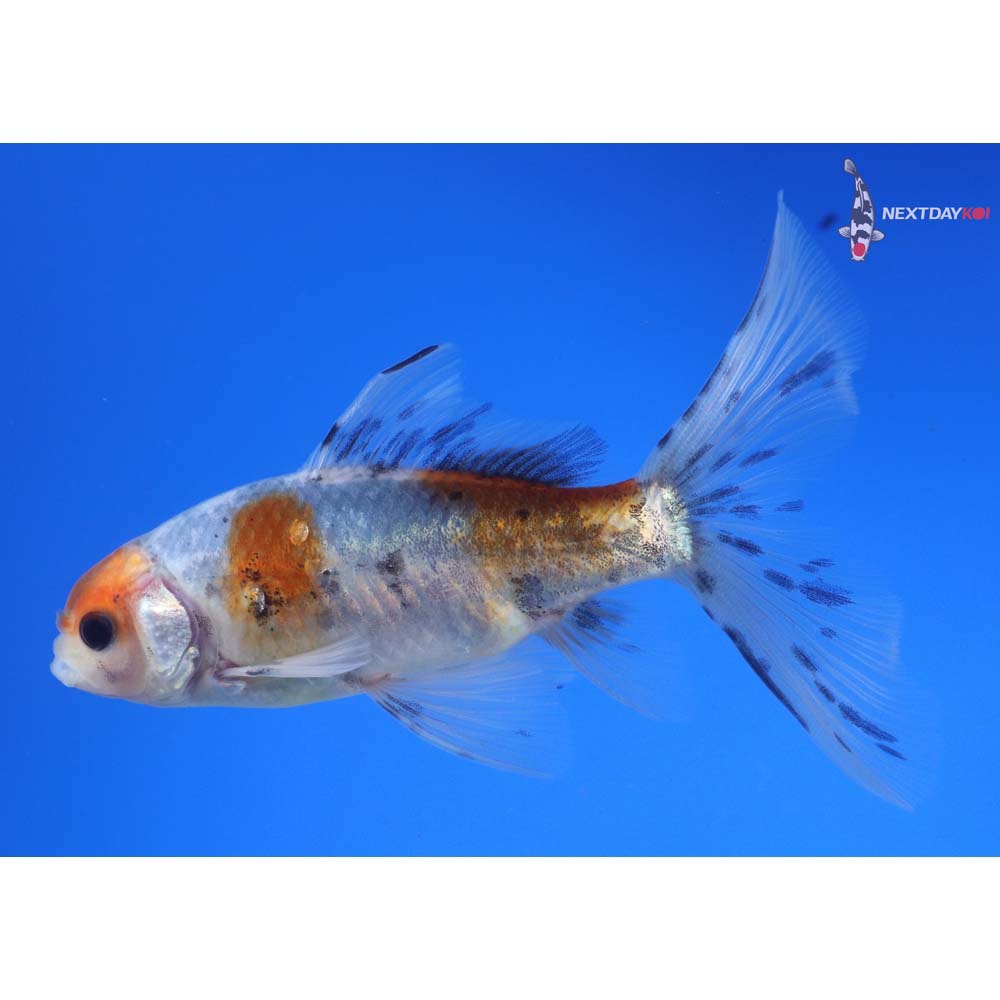 4.5” Imported Male Bristol Shubunkin