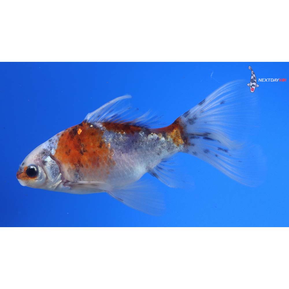 4.5” Imported Male Bristol Shubunkin