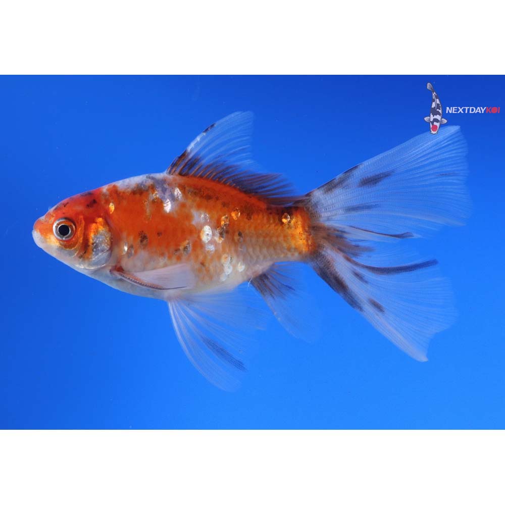 5” Imported Male Bristol Shubunkin