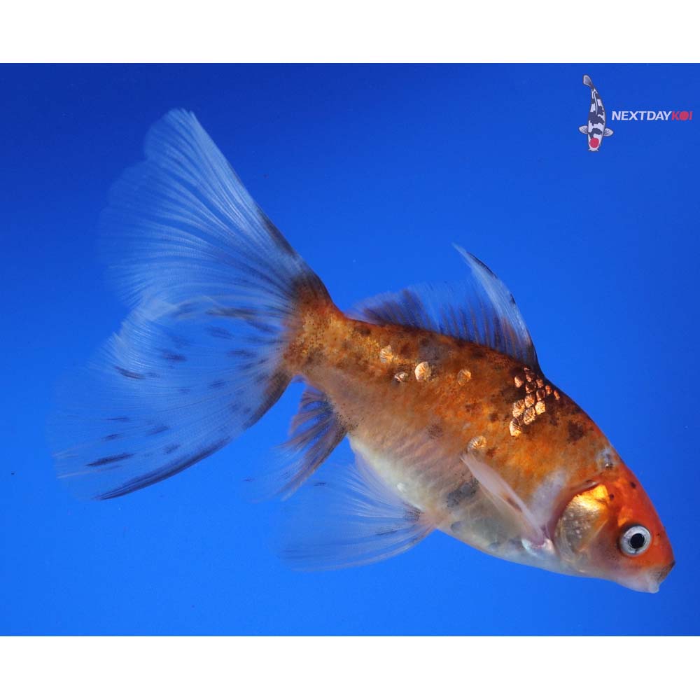 5” Imported Male Bristol Shubunkin