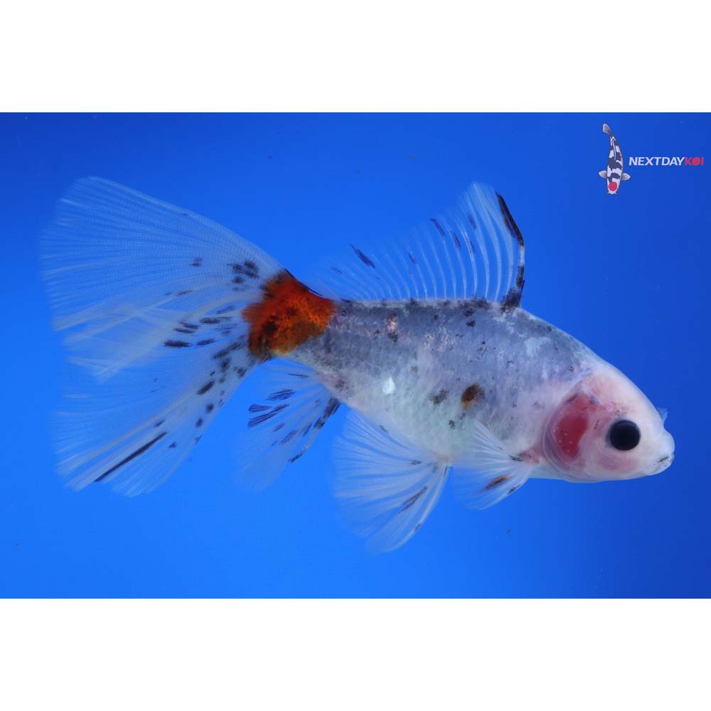 5” Imported Male Bristol Shubunkin