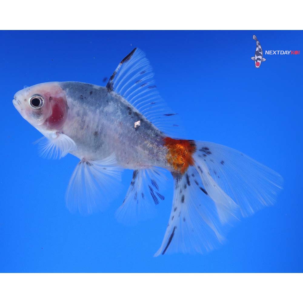 5” Imported Male Bristol Shubunkin