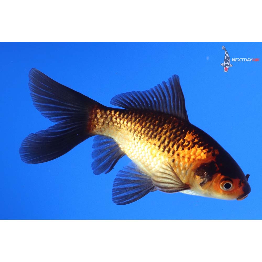 4” Imported Male Red Panda Comet