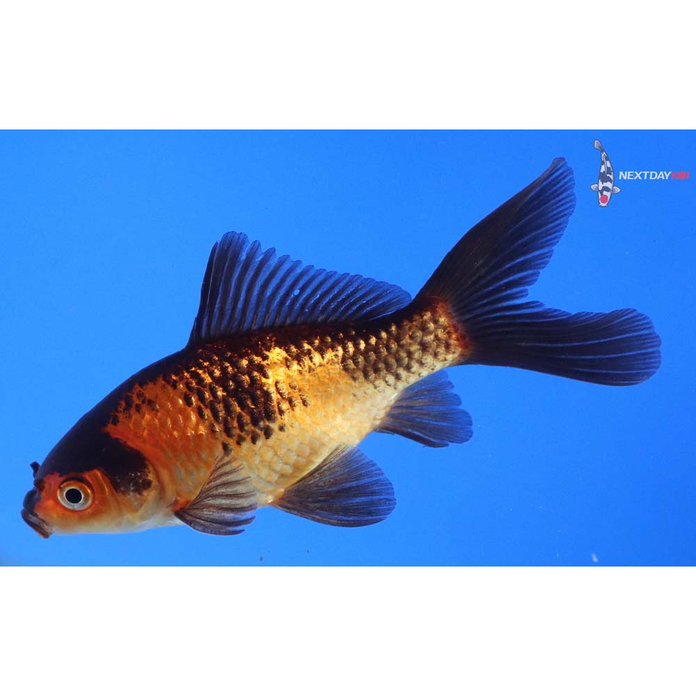 4” Imported Male Red Panda Comet