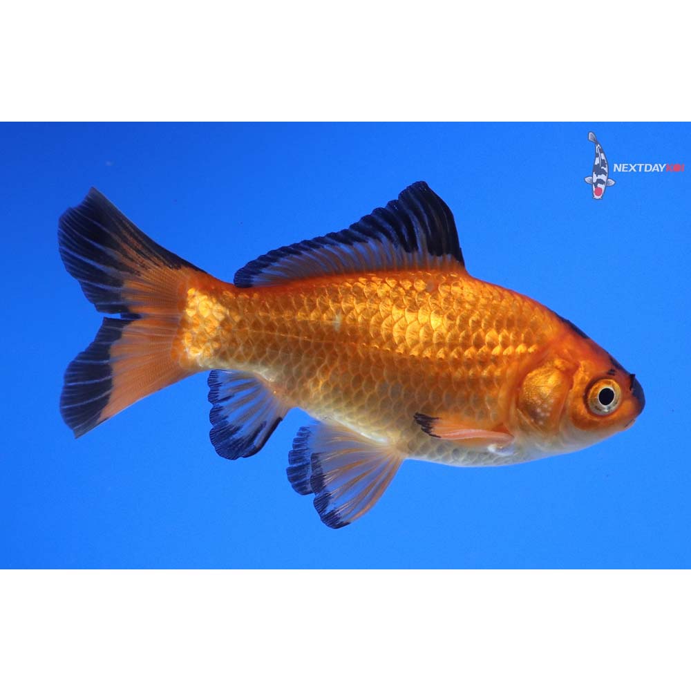 4” Imported Male Red Panda Comet