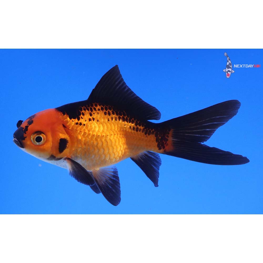 4.5” Imported Red Panda Comet