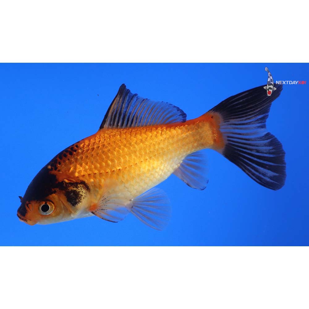 4.5” Imported Red Panda Comet