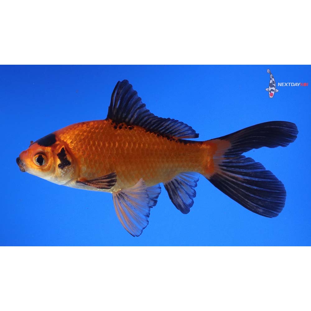 5” Imported Male Red Panda Comet