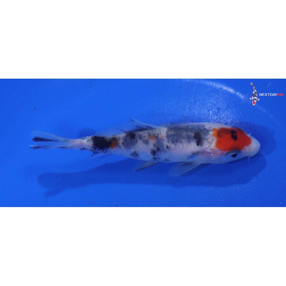 3.5” Imported Sanke