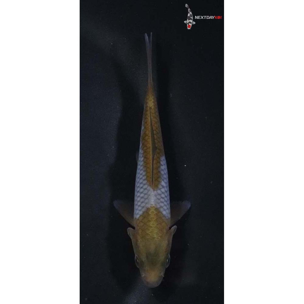 3.5” Imported Ochiba Shigure