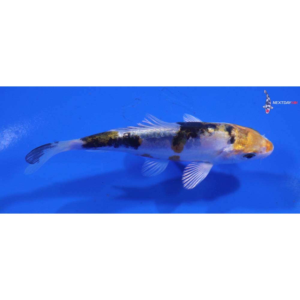 4” Imported Heisei Nishiki