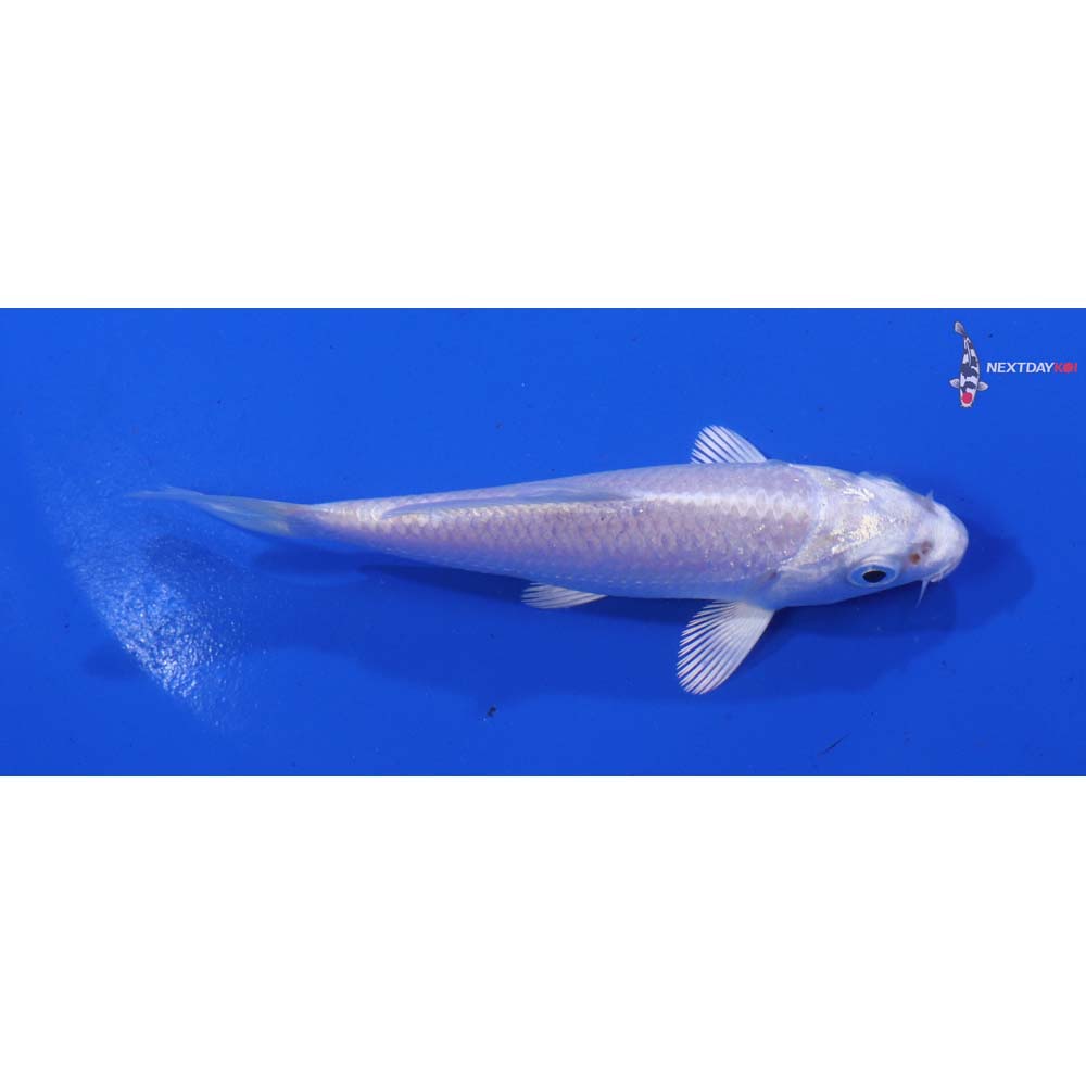 4” Imported Platinum Ogon