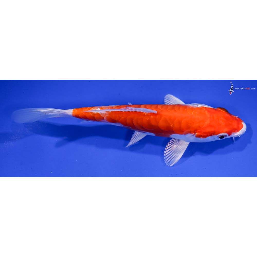 5.5” Imported Kikusui