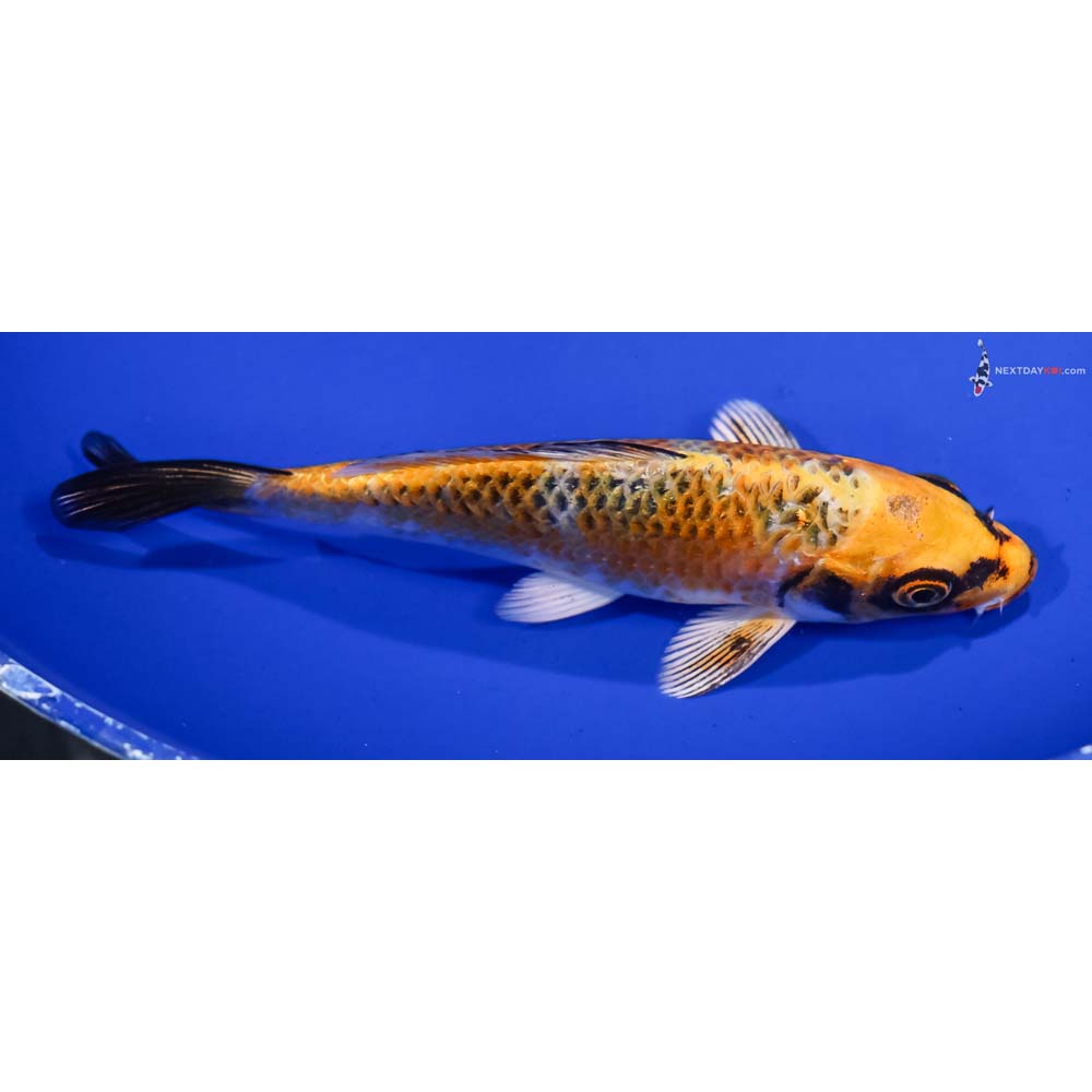 5.5” Imported Kujaku